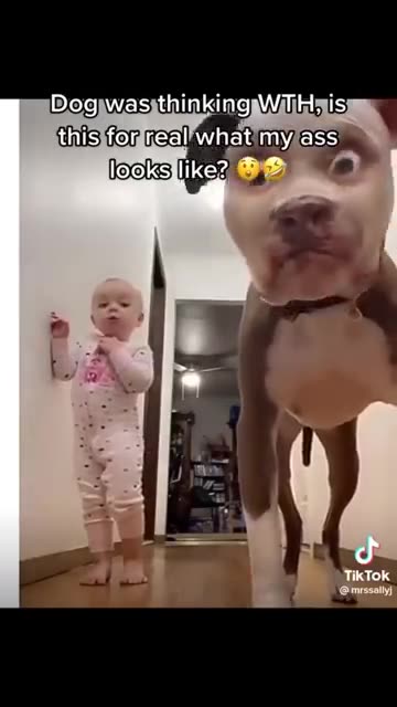 Your daily dose of funny cute dogs #relaxmydog #funny #dogs #funnydogs #compilation
