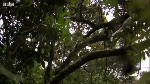 Young Lemur Wrestles with Elder | BBC Earth