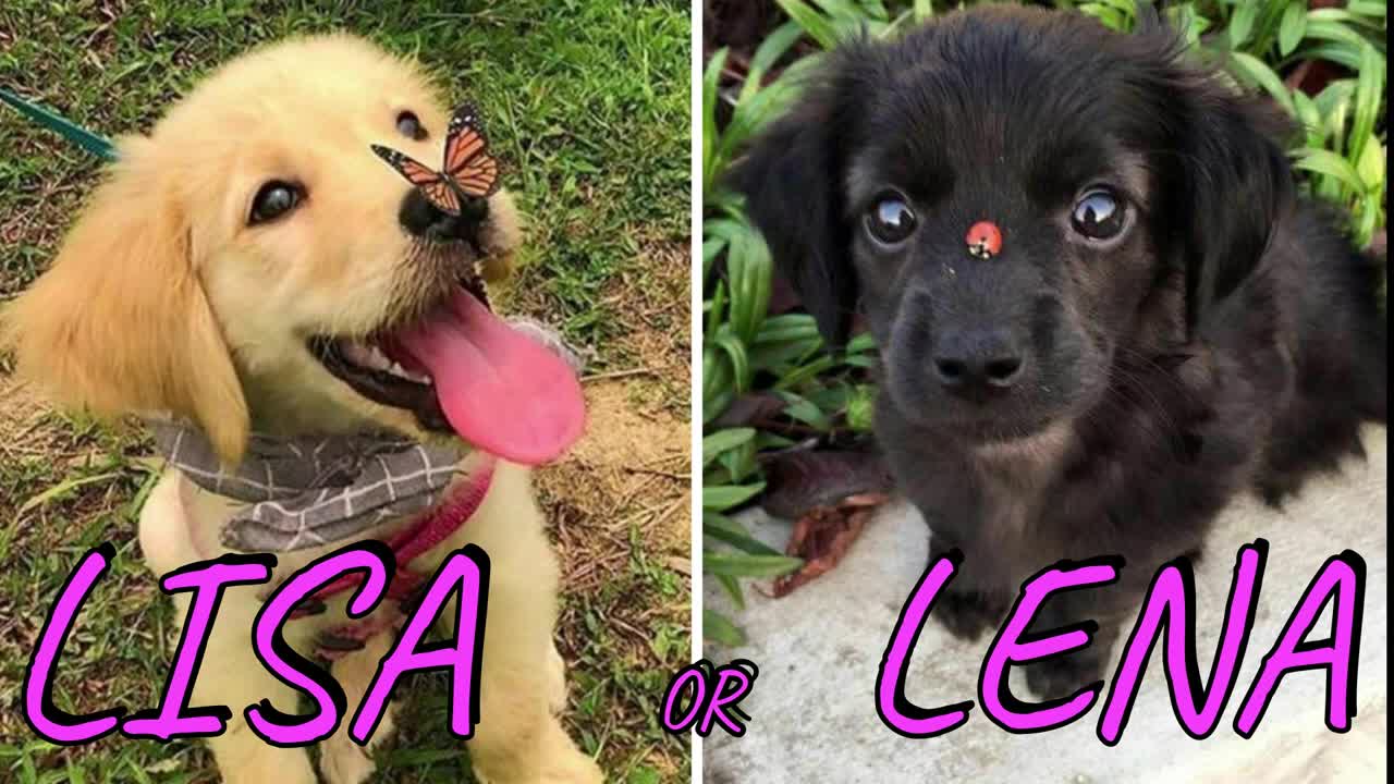 Cute cute animals