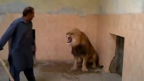 Lion Vs Man Fight!!