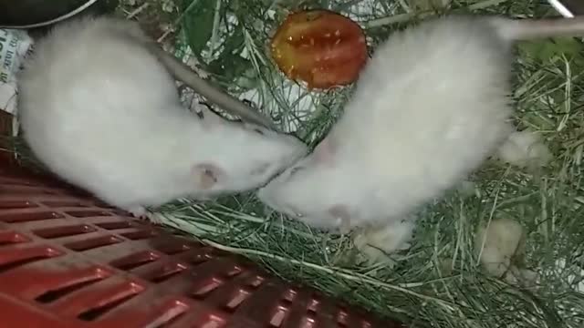 Cute couple of pet mouse