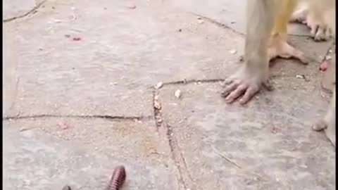 Cute-monkey funny video clip