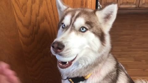 Husky Takes the Egg Challenge