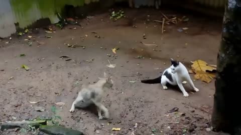 funny cats.fun with cats