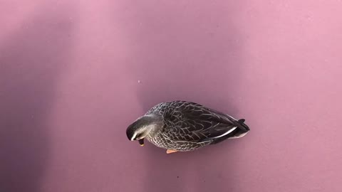 A Duck in Disney land, Japan