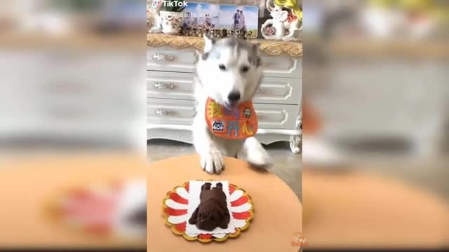 Dog Cake Reaction Compilation