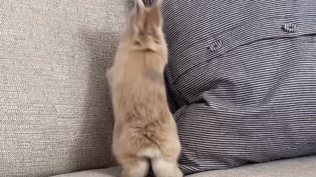 Cute rabbit