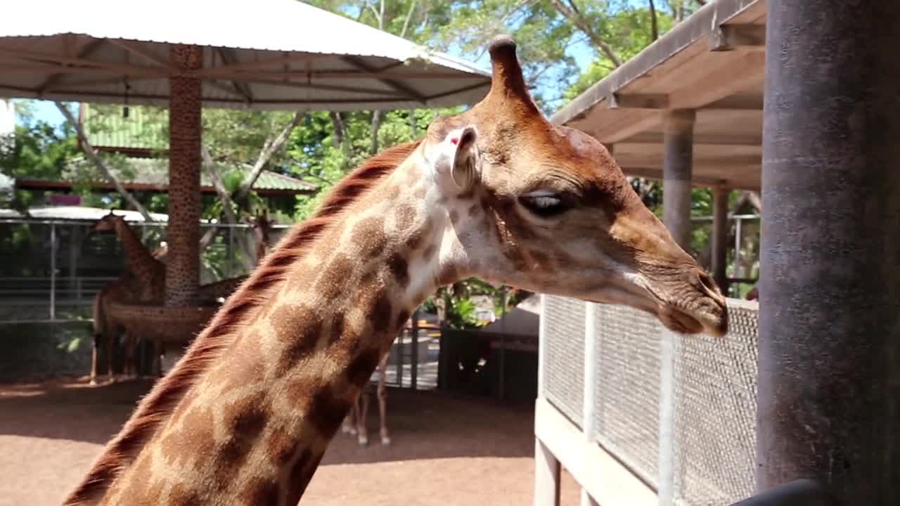 Giraffe in zoological garden in Pattaya, Thailand