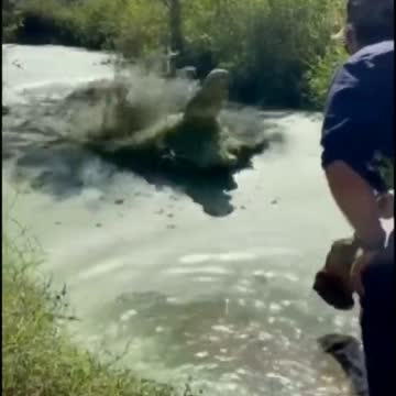 Top video, animals attacking other animals | wildlife animals