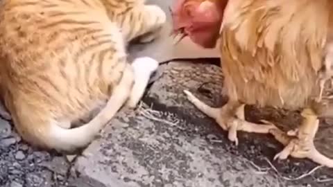 Funny sweet cat video