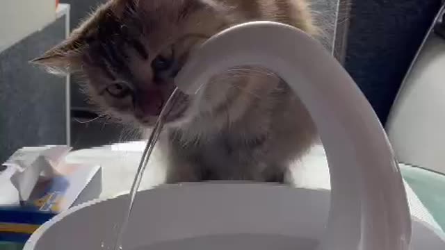 The cat is drinking from a new drinking bowl