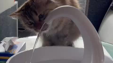 The cat is drinking from a new drinking bowl