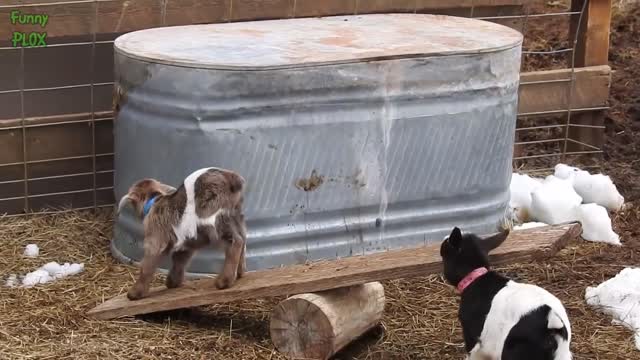 Most Funny and Cute Baby Goat Videos Compilation