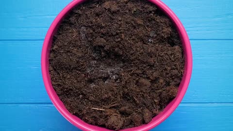 Come coltivare frutti tropicali - Tutto fa brodo se ci sarà un blackout