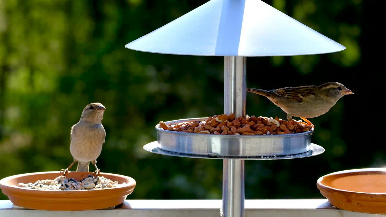 One bird is eating and the other is moving its wings