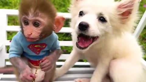 FUNNY AND CUTE ANIMALS 🐒😀