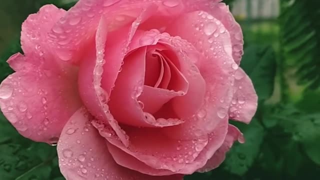 Beautiful Flower
