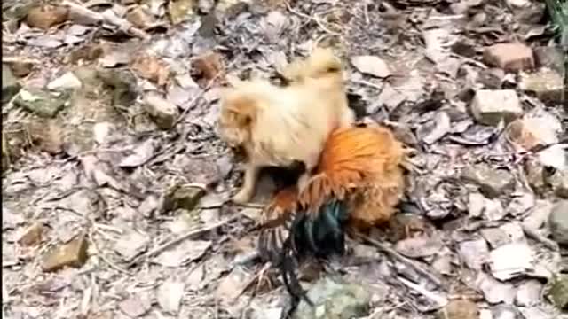 Chicken VS Dog Fight - Funniest video
