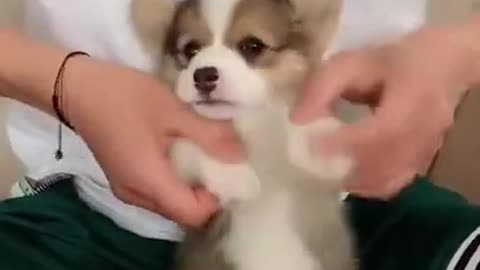 Cute Pets And Funny Animals