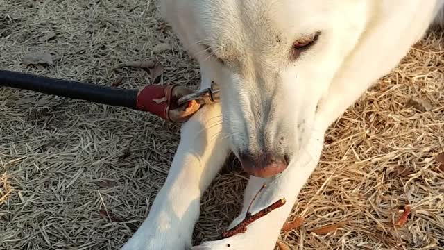 KOREA JINDO DOG MUKBANG