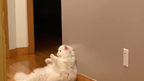 Cute kitty dancing