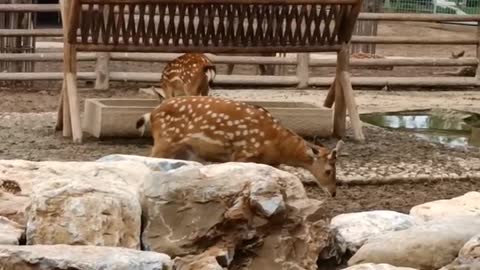 Sika deer preparing for dinner