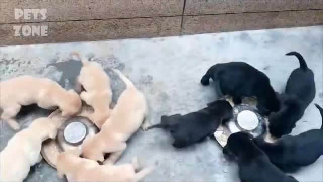 Puppies feeding in circles