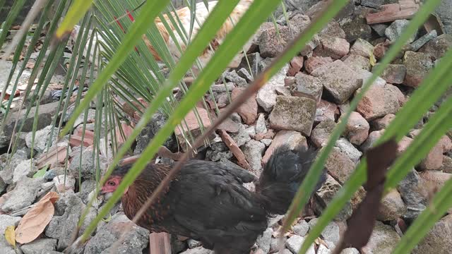 Chicken 🐓 don't do this