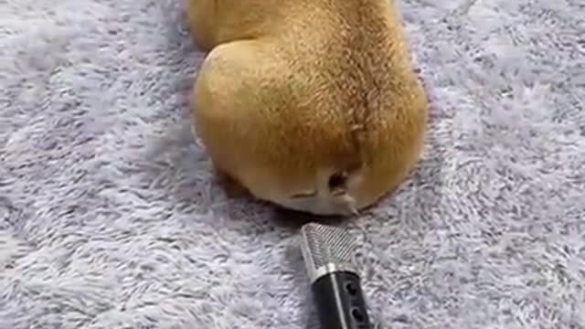 Funny Dogs - Try not to laugh - Funny Dog - Funny Animals Life - Cute Dogs 😍😍😍 #Shorts