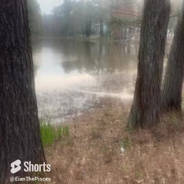 Nature is Peace #fyp #shorts