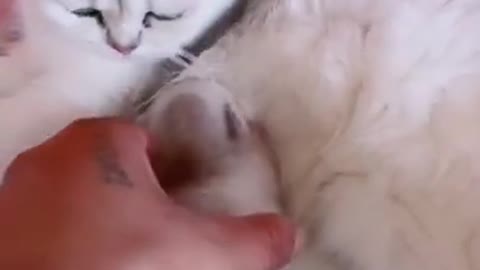 Cute baby cats
