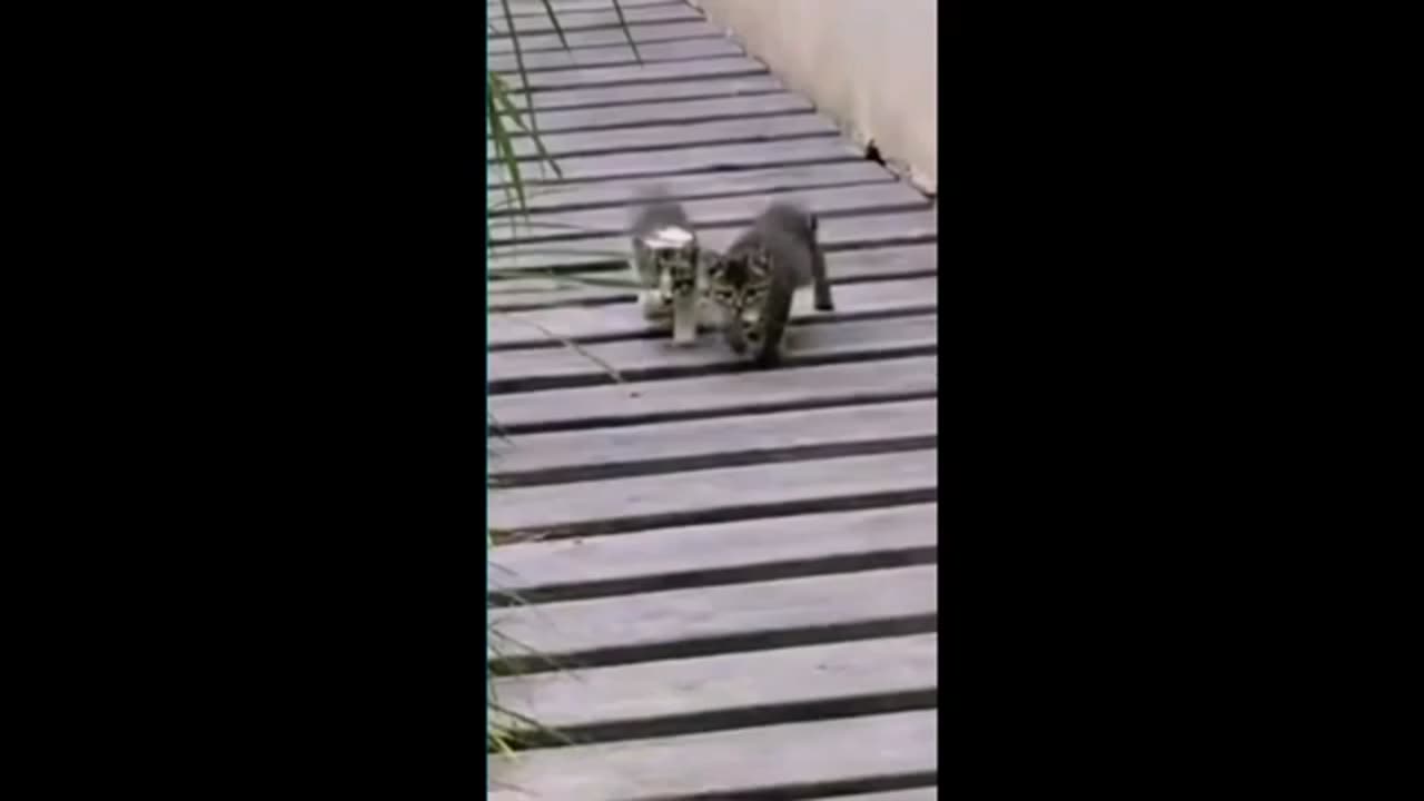 Funny animal videos 2024 - Funny cats/dogs - Funny animals