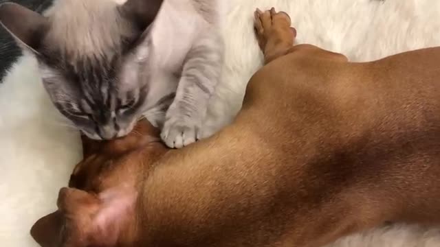 Cat and dog are best friends forever