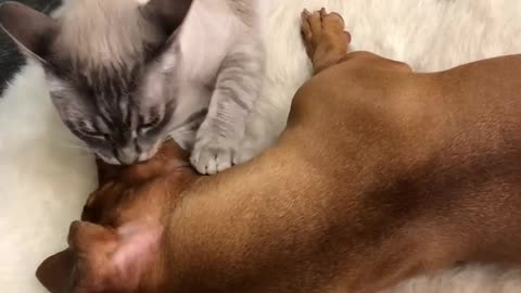 Cat and dog are best friends forever