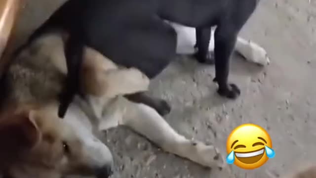 Dogs are so cute and Funny