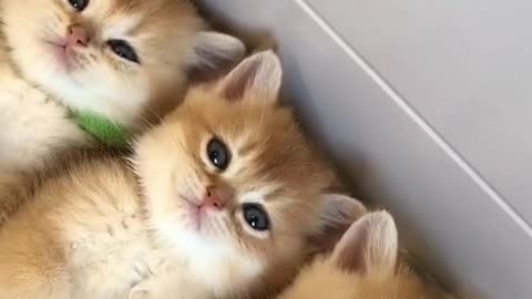 The Cutest Sleepy Teddy Kittens