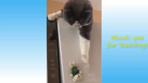 Cat Rescued Its Doll