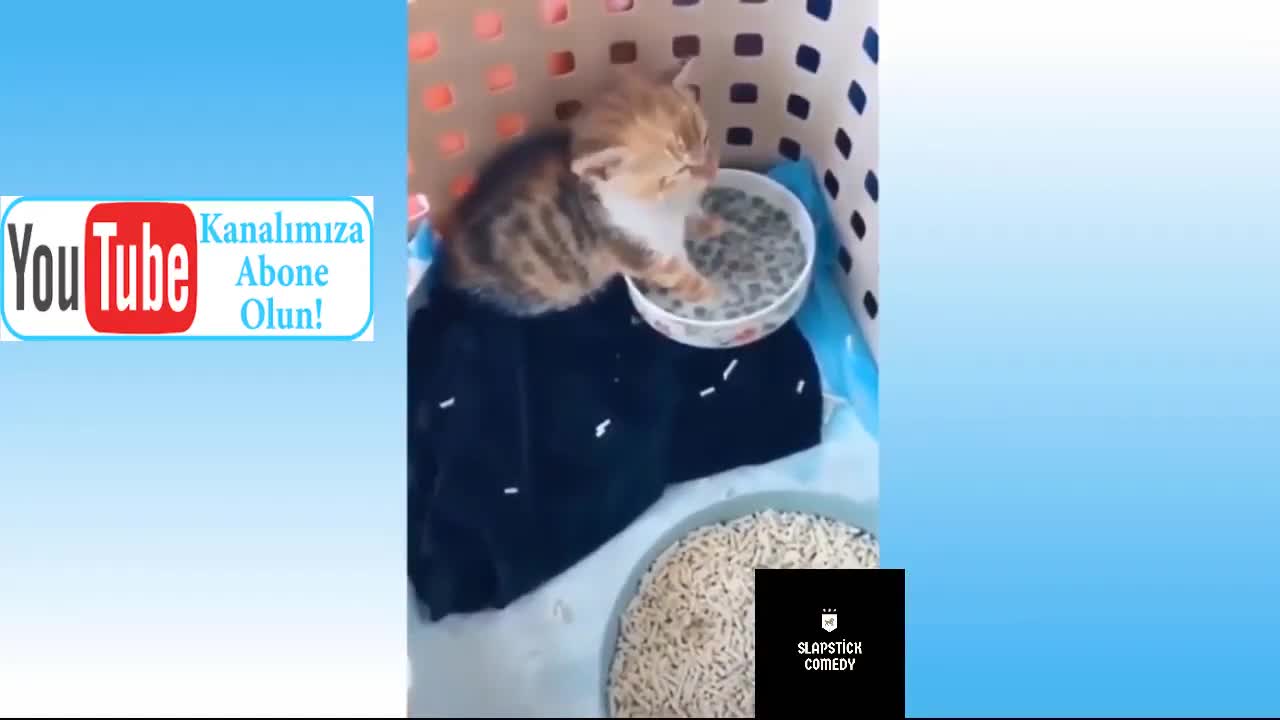 pets comedy vid