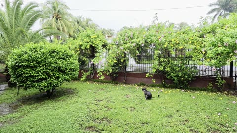 Rainy Day Yard with Flowering Fence