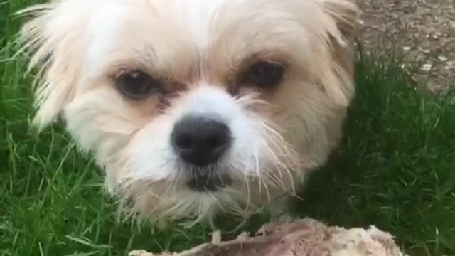 Tan dog poppy starts growling and hissing while standing on piece of lamb