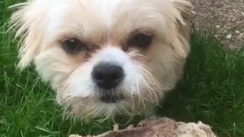 Tan dog poppy starts growling and hissing while standing on piece of lamb