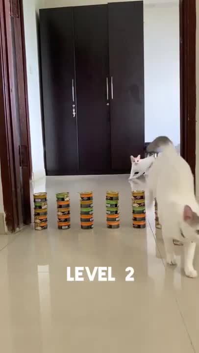 Level Up Challenge #TheSnobCats #Shorts