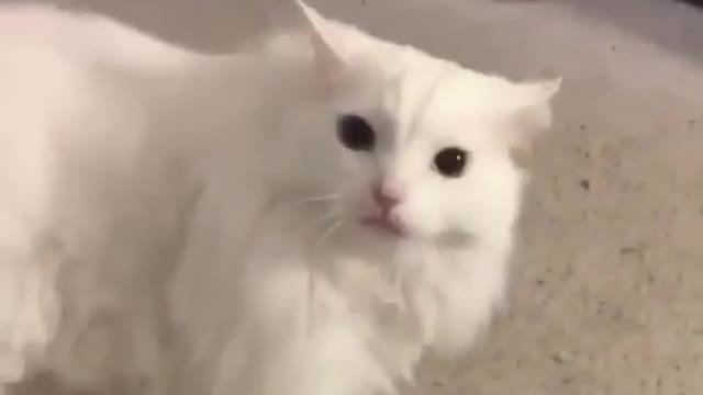 Cute cat video