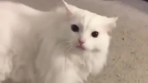 Cute cat video