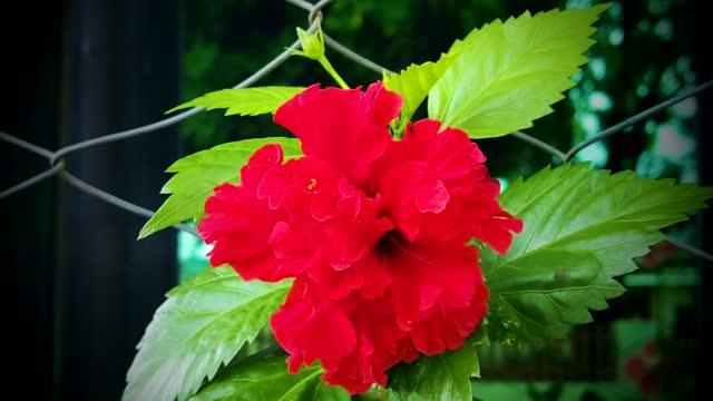 FLOWER: Double Petal Red Gumamela