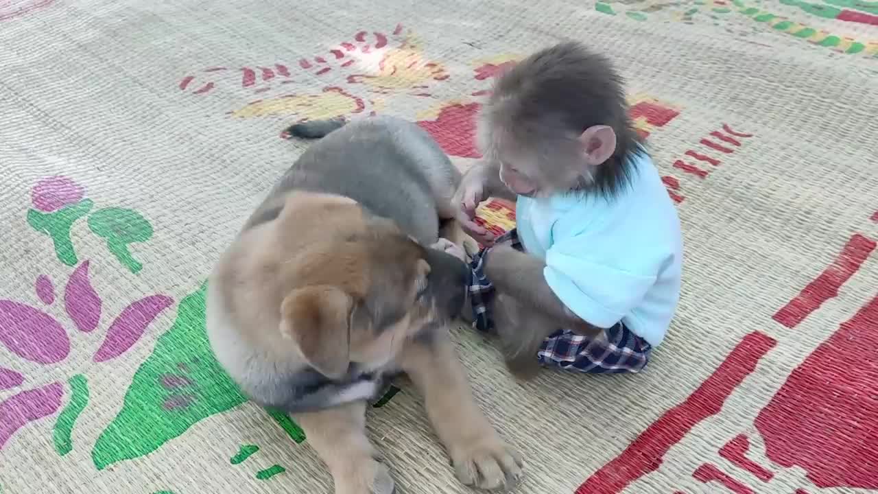 Cute puppy loves monkey but it scares 🐒🐒