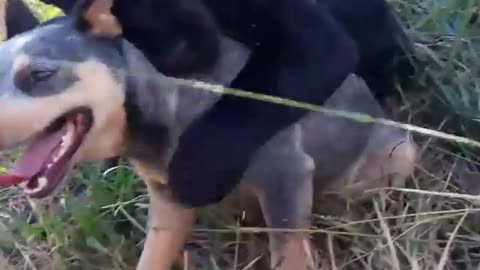 dog and his new wild best friend