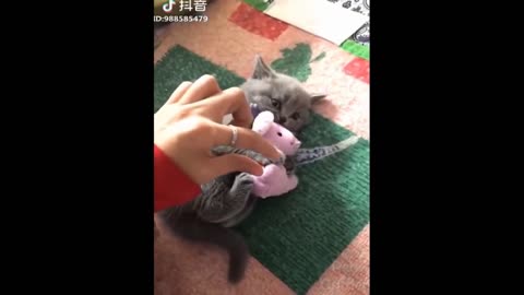 Dogs and Cats Very funny animals