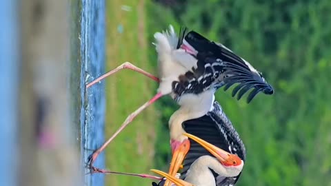 Wildlife and Funs