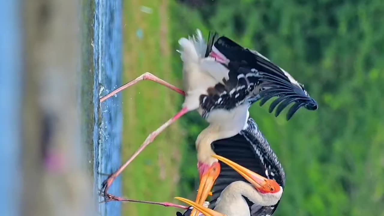Wildlife and Funs